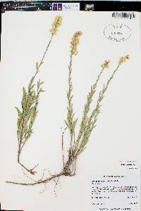 Solidago velutina subsp. sparsiflora image