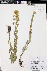 Solidago wrightii image