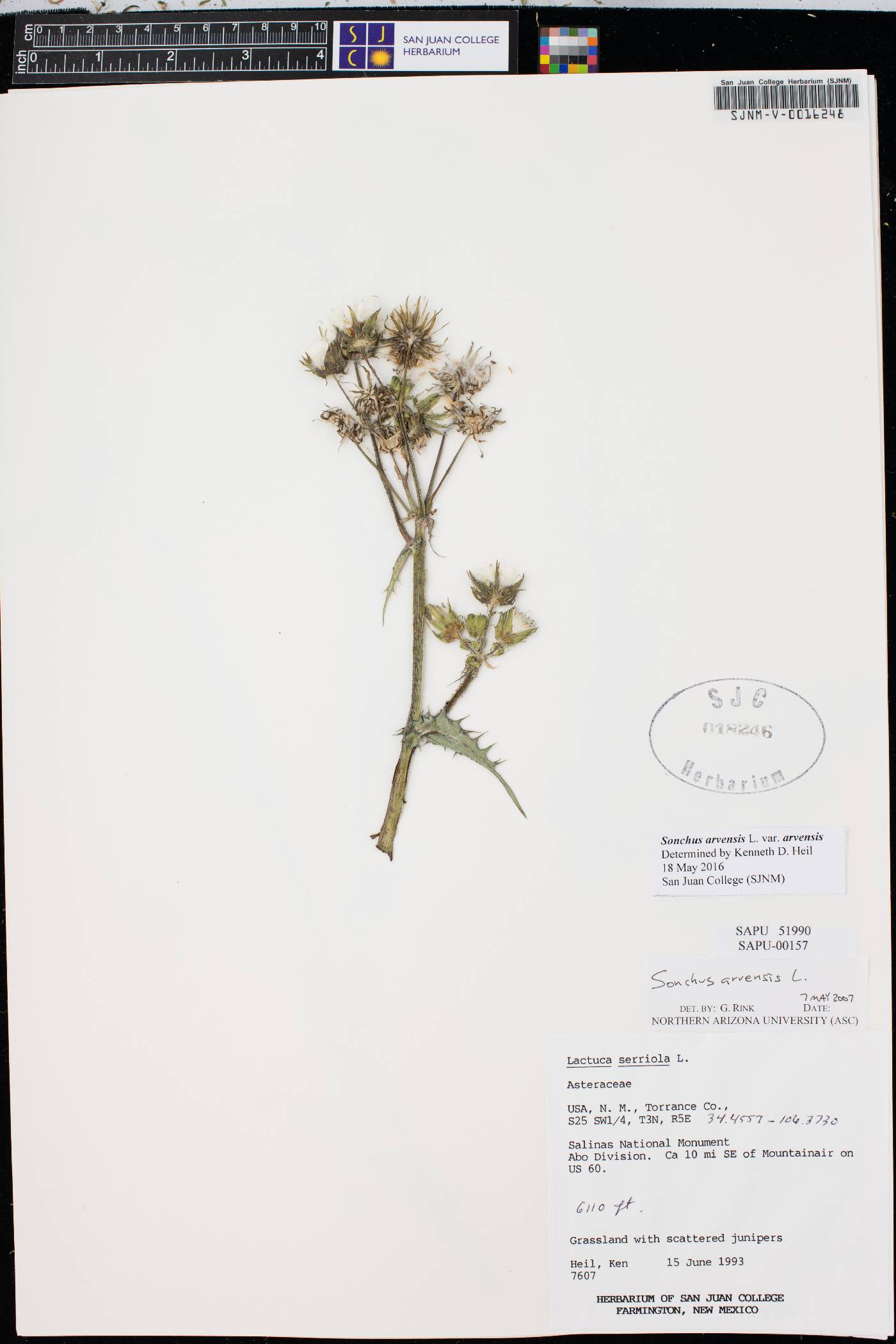 Sonchus arvensis var. arvensis image