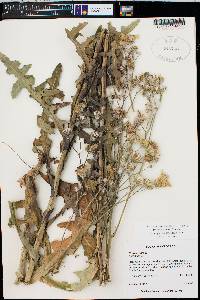 Crepis rubra image