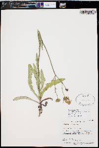 Sonchus arvensis image