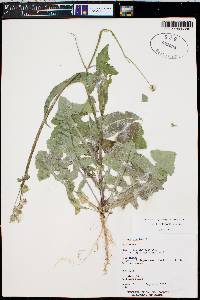 Sonchus oleraceus image