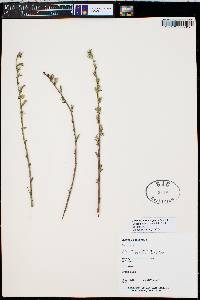 Stephanomeria diegensis image