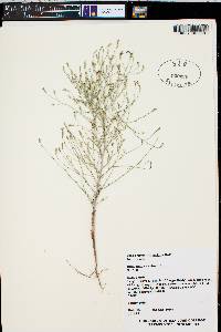 Stephanomeria exigua image