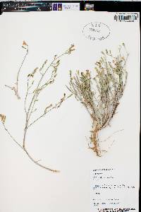 Stephanomeria exigua image