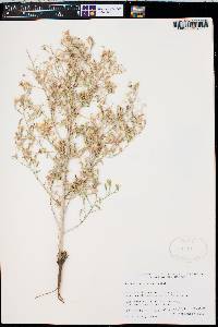 Stephanomeria exigua image