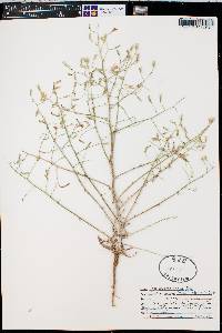 Stephanomeria exigua image