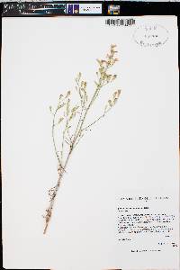 Stephanomeria exigua image