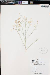 Stephanomeria exigua image