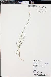 Stephanomeria exigua image