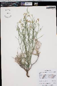 Stephanomeria pauciflora image