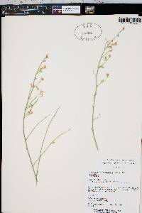 Stephanomeria pauciflora image