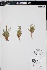 Stephanomeria runcinata image