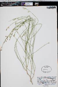 Stephanomeria tenuifolia image