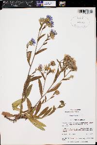 Symphyotrichum eatonii image