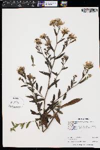 Symphyotrichum foliaceum image