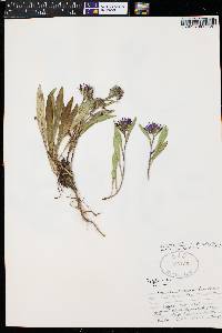 Symphyotrichum foliaceum image