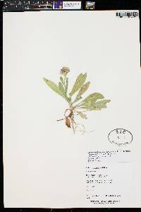 Symphyotrichum foliaceum var. parryi image