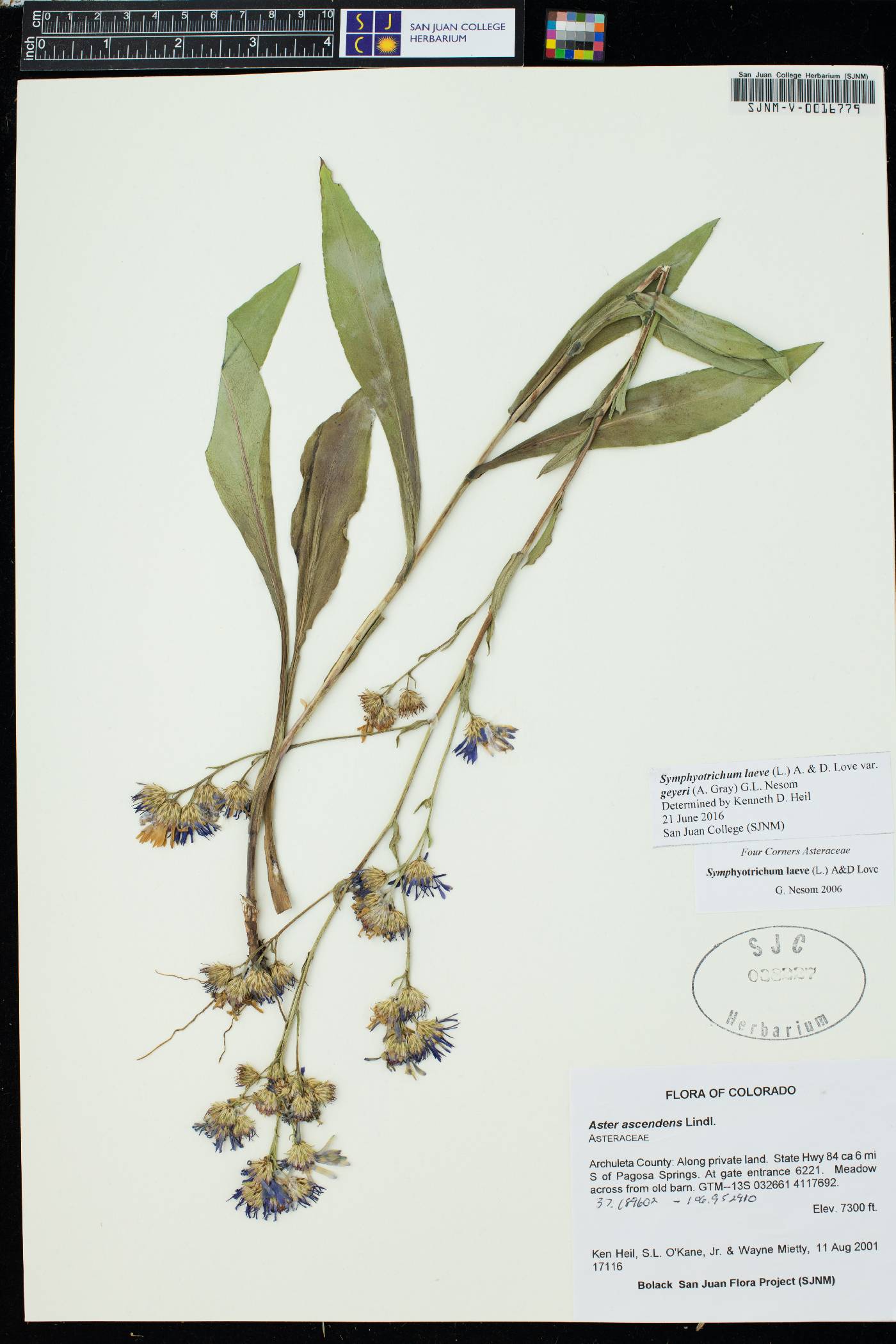 Symphyotrichum laeve var. geyeri image