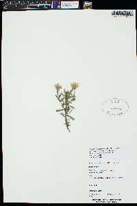 Symphyotrichum laeve var. geyeri image