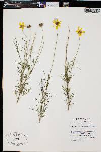 Thelesperma filifolium image