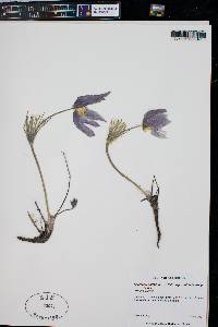 Pulsatilla patens var. multifida image