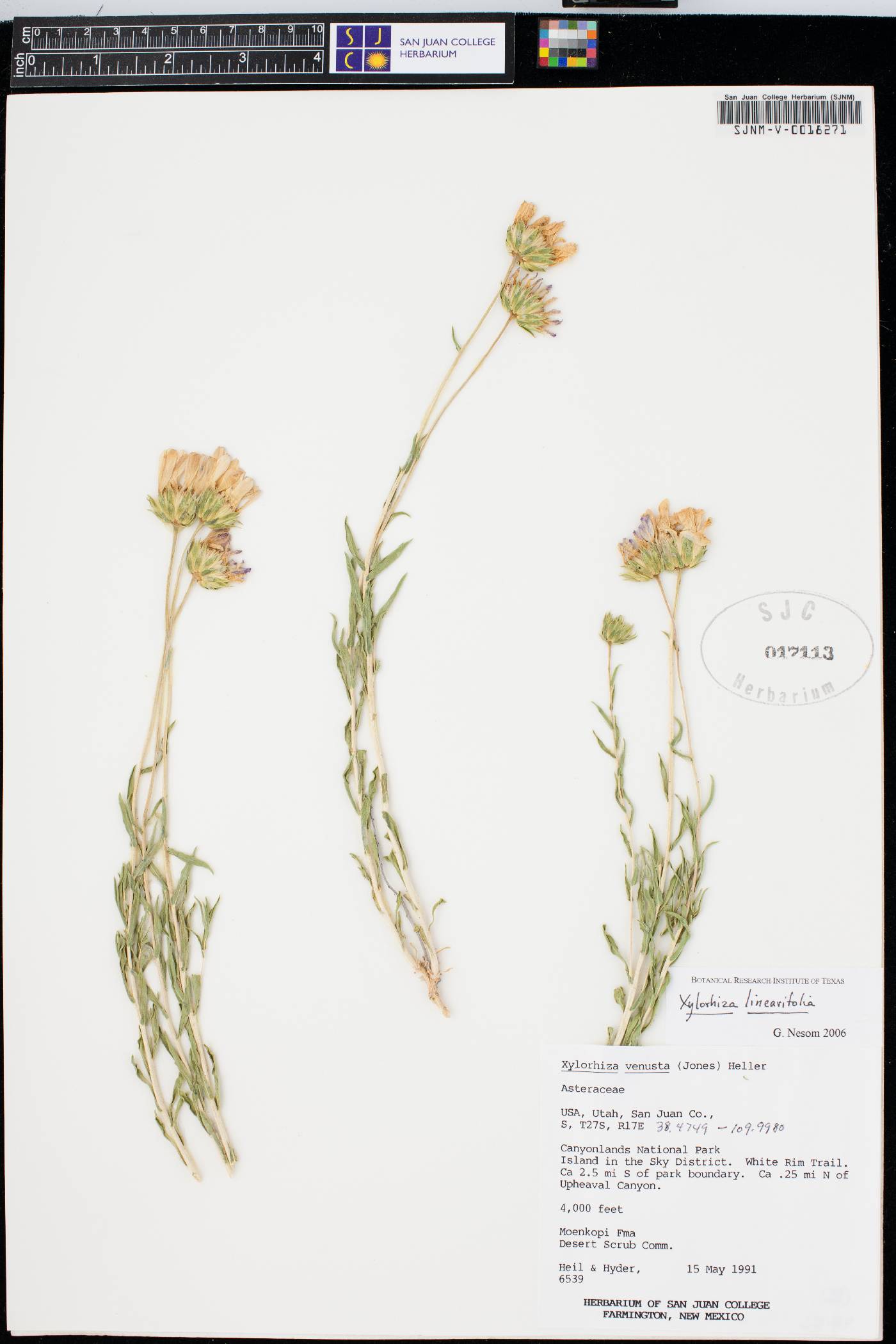 Xylorhiza linearifolia image