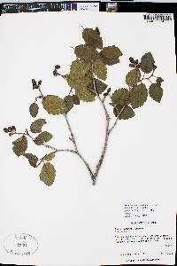 Alnus incana subsp. tenuifolia image