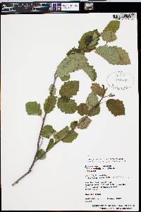 Alnus incana subsp. tenuifolia image