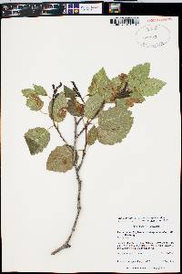 Alnus incana subsp. tenuifolia image