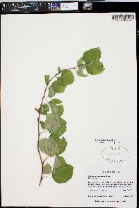 Betula occidentalis image