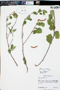 Betula occidentalis image