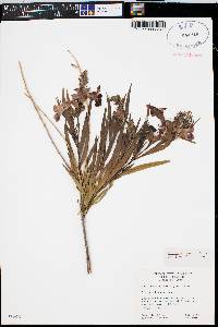 Chilopsis linearis image