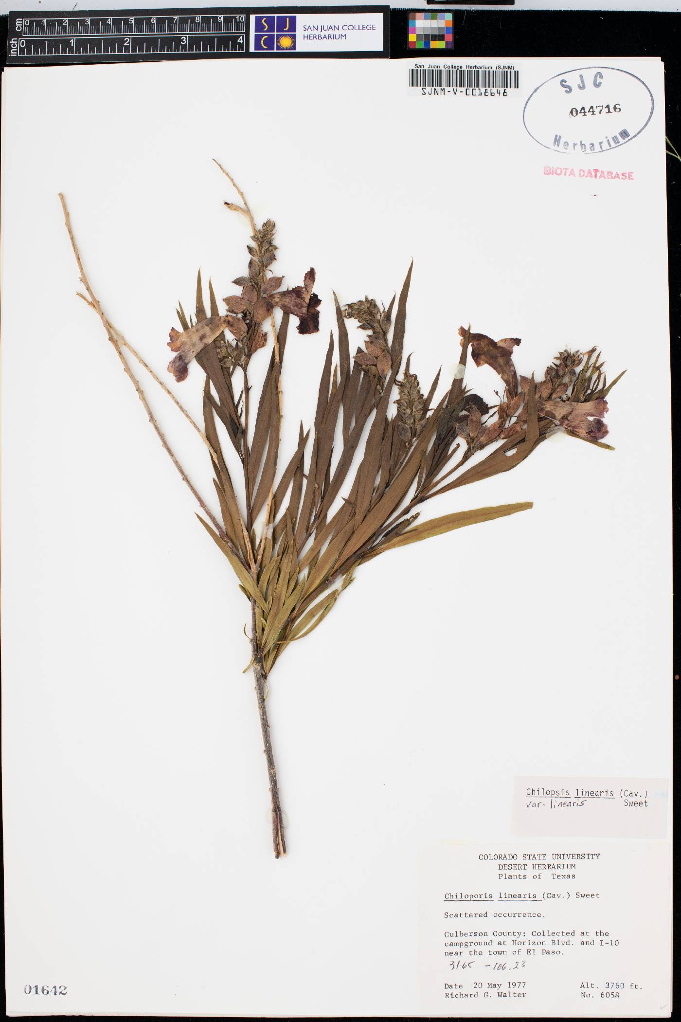 Chilopsis linearis var. linearis image