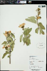 Cordia boissieri image