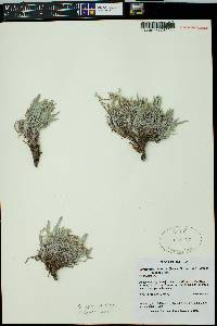 Oreocarya suffruticosa image