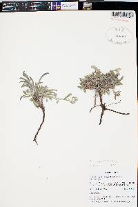 Oreocarya suffruticosa image