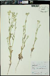 Cryptantha barbigera image