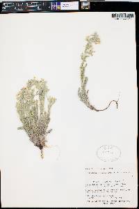 Oreocarya flavoculata image