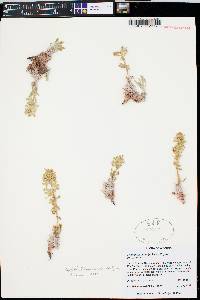 Oreocarya fulvocanescens image