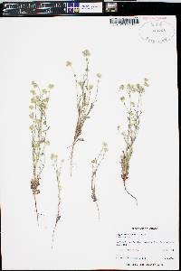 Cryptantha gracilis image