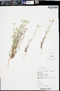 Cryptantha gracilis image