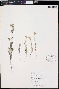 Cryptantha intermedia image