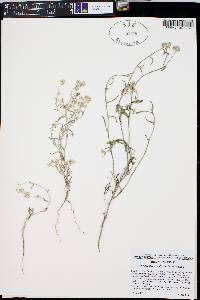 Cryptantha nevadensis image