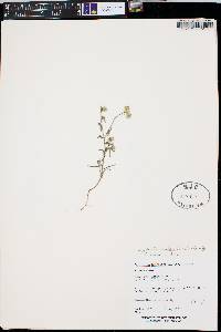 Cryptantha nevadensis image