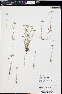 Cryptantha pterocarya image