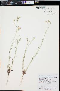 Cryptantha pterocarya image