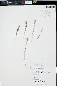 Cryptantha pterocarya image