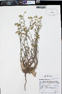 Cryptantha pterocarya image