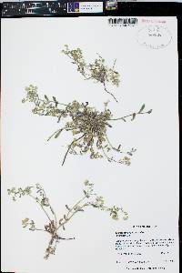 Cryptantha recurvata image